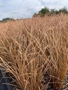 Carex comans 'Bronco' geen maat specificatie 0,55L/P9cm - afbeelding 3