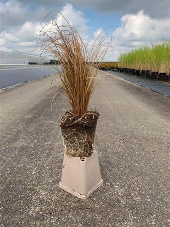 Carex comans 'Bronco' geen maat specificatie 0,55L/P9cm - afbeelding 4