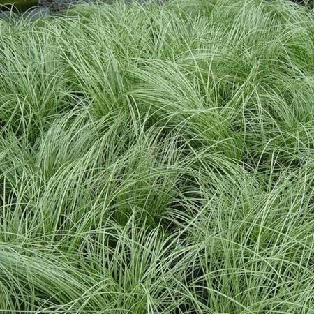 Carex comans 'Frosted Curls' geen maat specificatie 0,55L/P9cm - afbeelding 3