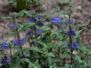 Caryopteris cland. Grand Bleu 30-40 cm cont. 3,0L - afbeelding 1