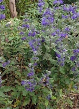 Caryopteris cland. Grand Bleu 30-40 cm cont. 3,0L - afbeelding 2