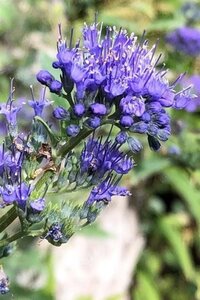 Caryopteris cland. Grand Bleu 30-40 cm cont. 3,0L - afbeelding 4