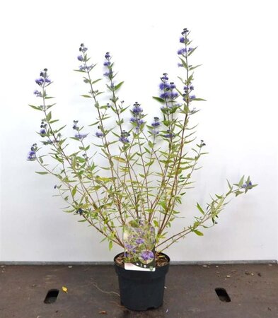 Caryopteris cland. 'Heavenly Blue' 30-40 cm cont. 3,0L - afbeelding 7