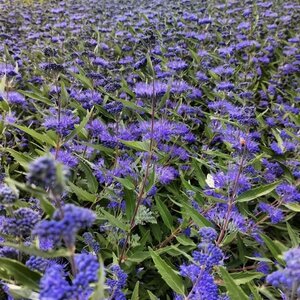 Caryopteris cland. 'Heavenly Blue' 40-50 cm cont. 3,0L - afbeelding 2