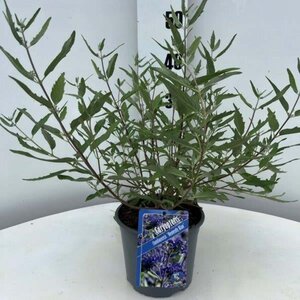 Caryopteris cland. 'Heavenly Blue' geen maat specificatie cont. 2,0L - afbeelding 1