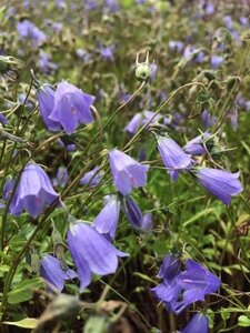 Campanula cochl. 'Jingle Blue' geen maat specificatie 0,55L/P9cm