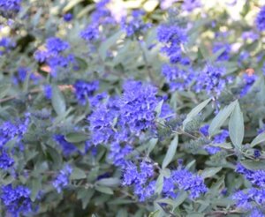 Caryopteris cland. 'Kew Blue' 30-40 cm cont. 3,0L - afbeelding 1