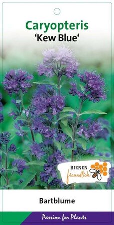 Caryopteris cland. 'Kew Blue' 30-40 cm cont. 3,0L - afbeelding 3