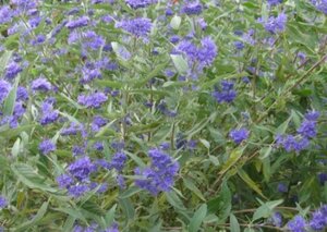 Caryopteris cland. 'Kew Blue' 30-40 cm cont. 3,0L - afbeelding 2