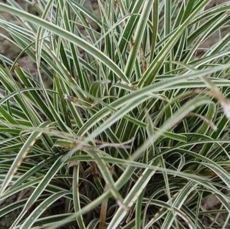 Carex conica 'Snowline' geen maat specificatie 0,55L/P9cm - afbeelding 2