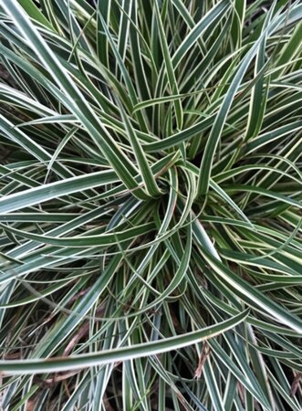 Carex conica 'Snowline' geen maat specificatie 0,55L/P9cm - afbeelding 1