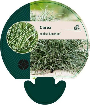 Carex conica 'Snowline' geen maat specificatie 0,55L/P9cm - afbeelding 3