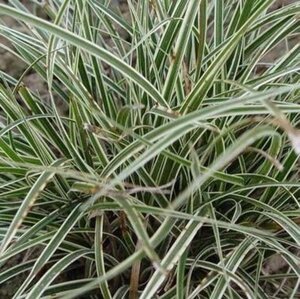 Carex conica 'Snowline' geen maat specificatie 0,55L/P9cm - image 2