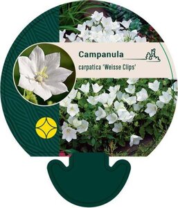 Campanula c. 'Weisse Clips' geen maat specificatie 0,55L/P9cm - afbeelding 5