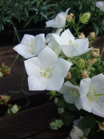 Campanula c. 'Weisse Clips' geen maat specificatie 0,55L/P9cm - afbeelding 3