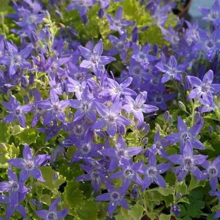 Campanula 'Dickson's Gold' geen maat specificatie 0,55L/P9cm - afbeelding 1