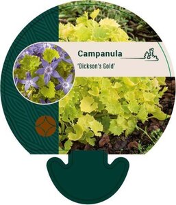 Campanula 'Dickson's Gold' geen maat specificatie 0,55L/P9cm - afbeelding 2