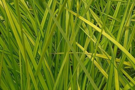 Carex elata 'Aurea' geen maat specificatie 0,55L/P9cm - afbeelding 3