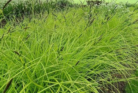 Carex elata 'Aurea' geen maat specificatie 0,55L/P9cm - afbeelding 4