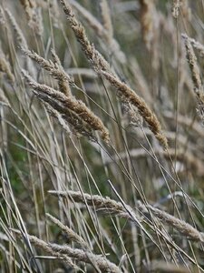 Calamagrostis epigejos geen maat specificatie 0,55L/P9cm