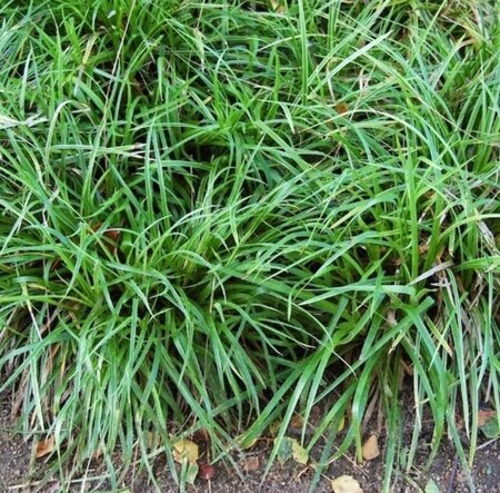 Carex flacca 'Buis' geen maat specificatie 0,55L/P9cm - afbeelding 1