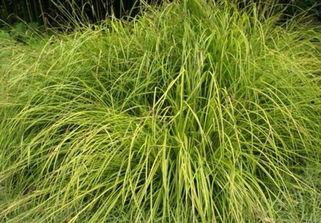 Carex flagellifera 'Kiwi' geen maat specificatie 0,55L/P9cm