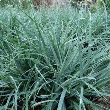 Carex flacca geen maat specificatie 0,55L/P9cm - afbeelding 2