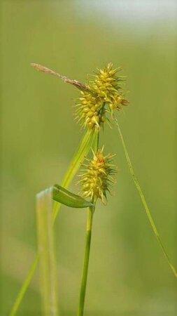 Carex flava geen maat specificatie 0,55L/P9cm - image 1