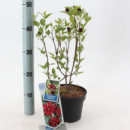 Calycanthus floridus 25-30 cm cont. 2,0L - afbeelding 1