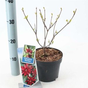 Calycanthus floridus 25-30 cm cont. 2,0L - afbeelding 3