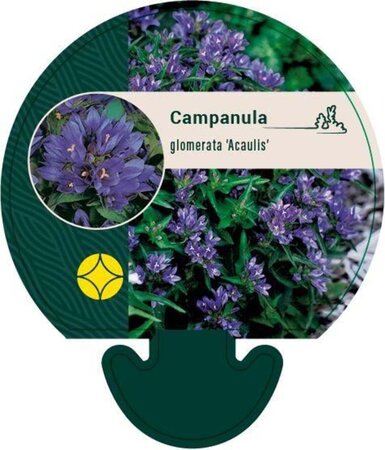 Campanula glom. 'Acaulis' geen maat specificatie 0,55L/P9cm - afbeelding 2