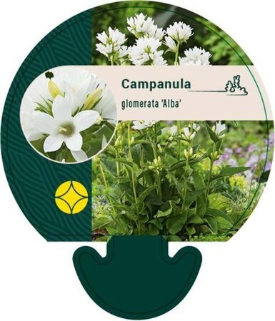 Campanula glom. 'Alba' geen maat specificatie 0,55L/P9cm - afbeelding 3