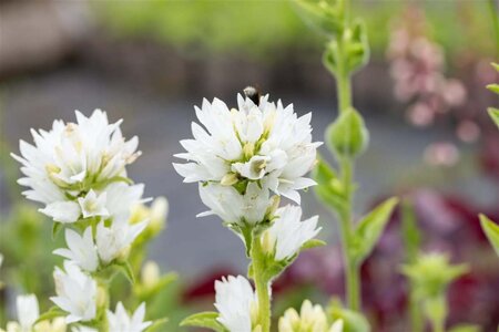 Campanula glom. 'Alba' geen maat specificatie 0,55L/P9cm - afbeelding 1