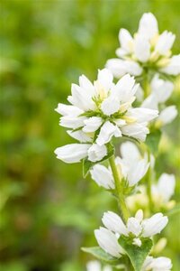 Campanula glom. 'Alba' geen maat specificatie 0,55L/P9cm - afbeelding 2