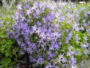 Campanula garganica geen maat specificatie 0,55L/P9cm - afbeelding 1