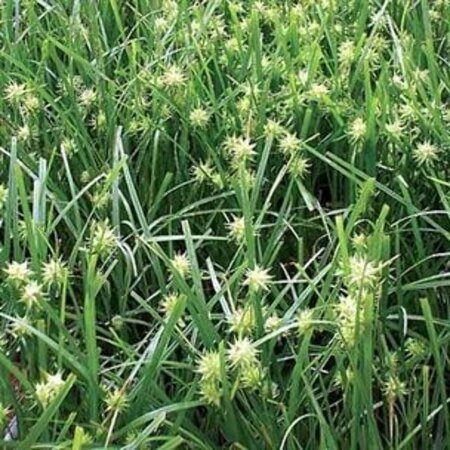 Carex grayi geen maat specificatie 0,55L/P9cm - afbeelding 5