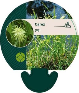 Carex grayi geen maat specificatie 0,55L/P9cm - afbeelding 4