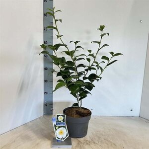 Camellia j. 'Alba Simplex' 30-40 cm cont. 3,0L