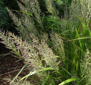 Calamagrostis brachytricha geen maat specificatie cont. 2,0L - afbeelding 1