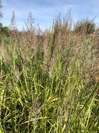 Calamagrostis brachytricha geen maat specificatie cont. 2,0L - afbeelding 2