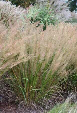 Calamagrostis brachytricha geen maat specificatie cont. 2,0L - afbeelding 3