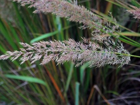 Calamagrostis brachytricha geen maat specificatie cont. 2,0L - afbeelding 6