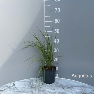 Calamagrostis brachytricha geen maat specificatie cont. 2,0L - image 7