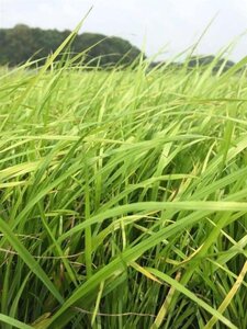 Calamagrostis brachytricha geen maat specificatie 0,55L/P9cm - afbeelding 4