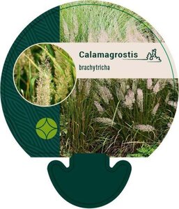 Calamagrostis brachytricha geen maat specificatie 0,55L/P9cm - afbeelding 5