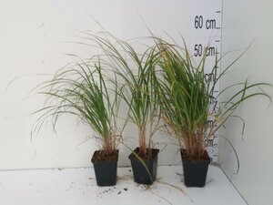 Calamagrostis brachytricha geen maat specificatie 0,55L/P9cm - afbeelding 2