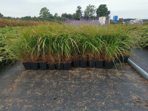 Calamagrostis brachytricha geen maat specificatie 0,55L/P9cm - afbeelding 11