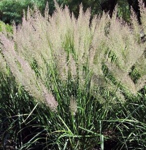 Calamagrostis brachytricha geen maat specificatie 0,55L/P9cm - afbeelding 3