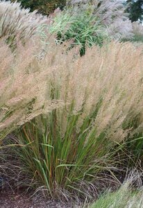 Calamagrostis brachytricha geen maat specificatie 0,55L/P9cm - image 9