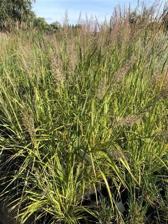 Calamagrostis brachytricha geen maat specificatie 0,55L/P9cm - image 8